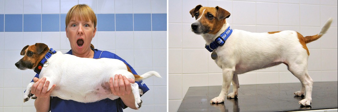 PDSA Pet Fit Club Champ Ruby-before and after her diet.jpg